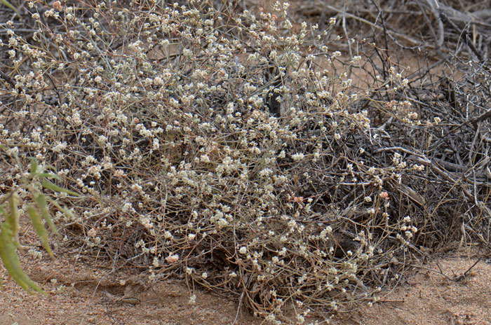 Eriogonum wrightii, Wright Buckwheat